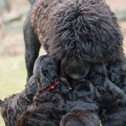 Portuguese Water Dogs from Sun Joy PWDS