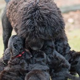 Portuguese Water Dogs from Sun Joy PWDS