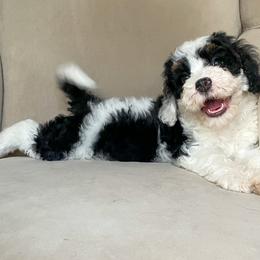 Bernedoodle Puppies from Sweet Pea Bernedoodles