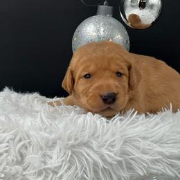 Teal collar - Yellow female Labrador Retriever puppy in Heath Springs, South Carolina from Rich Hill Retrievers