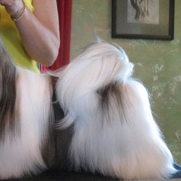 Shih Tzu All Grown Up from Sapphire Shih Tzu