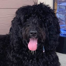 Bernedoodles from Voss Doodles