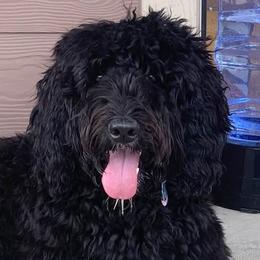 Bernedoodles from Voss Doodles