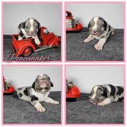 Peacemaker NALC - Blue merle female Catahoula Leopard Dog puppy in Doerun, Georgia from Twig & Tail Puppies
