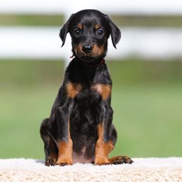 Naelora - Black and rust female Doberman Pinscher puppy in Rockwall, Texas from Elitehaus