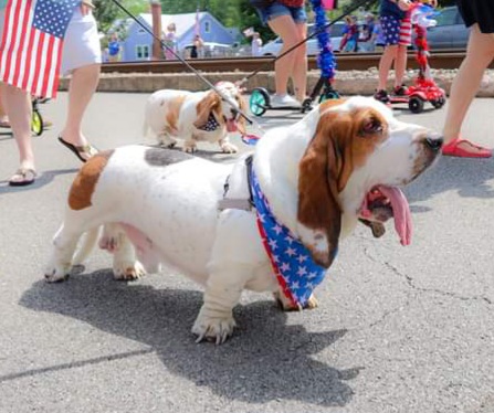Fletcher - Basset Hound
