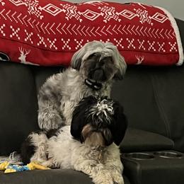 Shih Tzus from Bella’s Beauties