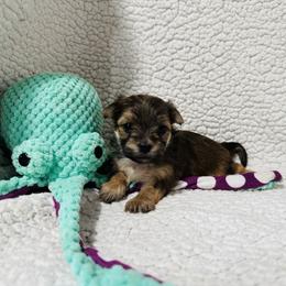'Dopey' - Tan male Morkie puppy in Durand, Wisconsin from Larson’s Legacy Aussome Aussie Kennels