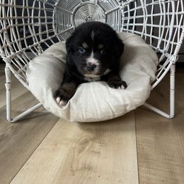 Australian Shepherd Puppies from Carmel Mountain Aussies