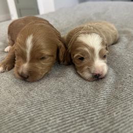 Boy 2 - Red  male Goldendoodle puppy in Glendale, Arizona from Follow Your Bliss Doodles