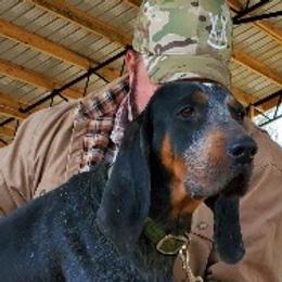 Rooster - Bluetick Coonhound