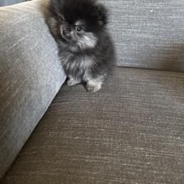 Jasper - Black and tan male Pomeranian puppy in Boaz, Alabama from Moody’s Poms