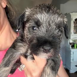 Girl 3 - Salt and pepper female Miniature Schnauzer puppy in Watauga, Texas from Sissy’s Schnauzers
