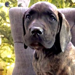 Boy 5 - Brindle - Brindle Great Dane puppy in Wisconsin from Starry Night Great Danes