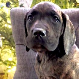 Boy 5 - Brindle - Brindle Great Dane puppy in Wisconsin from Starry Night Great Danes