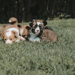 American Corgi and Pembroke Welsh Corgi Puppies from Witch Creek Corgis