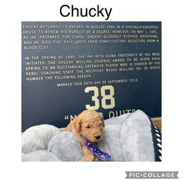 Goldendoodle Puppies from Quentin Brewer