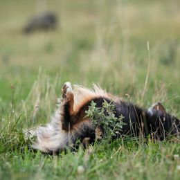 Australian Shepherds from Eventide Australian Shepherds