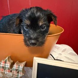 Male Silver Collar - Black and tan male Yorkshire Terrier puppy in Enoree, South Carolina from Gone to the Dogs Kennel