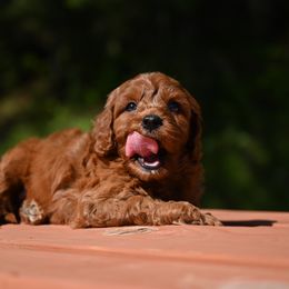 Cavapoo, Cockapoo, and Poodle Puppies from Heavenly Puppies to Love
