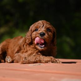 Cavapoo, Cockapoo, and Poodle Puppies from Heavenly Puppies to Love