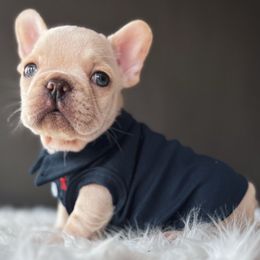 Q Tip - Cream male French Bulldog puppy in Porter, Texas from Whatabulldog