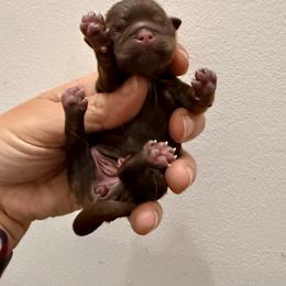 Girl 1 - Liver and white female Shih Tzu puppy in Warrior, Alabama from The Anderson Farms Kennel