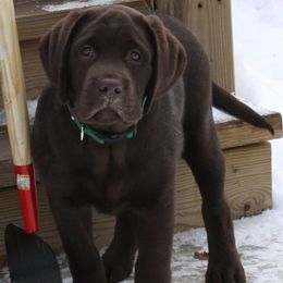 Labrador Retriever Puppies from Lorlyn Labradors