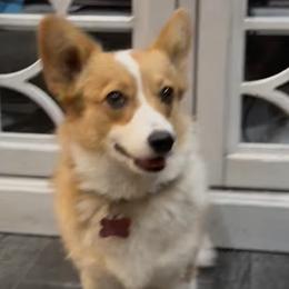 Pembroke Welsh Corgis from Playful corgis