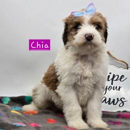Chia - Sable female Bernedoodle puppy in Neillsville, Wisconsin from Granton Creek
