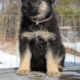 German Shepherd Puppies from Coppermoon German Shepherds