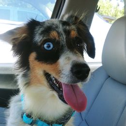 Honey - Miniature Australian Shepherd