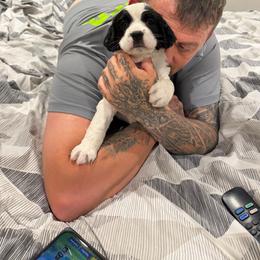 Girl 3 light pink - Black and white female English Springer Spaniel puppy in Lufkin, Texas from Shifletknight Springer Spaniels