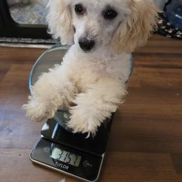 Maltipoo and Poodle Puppies from Cowgirl's Legacy Maltipoos