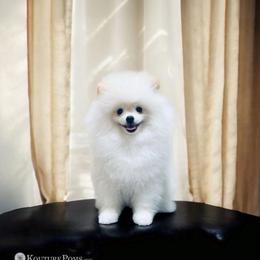 Pomeranian Puppies from Kouture Pomeranians