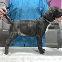 Dark Brindle F Green Collar - Brindle female Mountain Cur puppy in Georgetown, Ohio from Walnut Ridge Mountain Curs