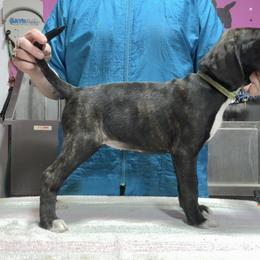 Dark Brindle F Green Collar - Brindle female Mountain Cur puppy in Georgetown, Ohio from Walnut Ridge Mountain Curs