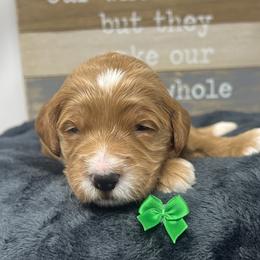 Aspen's Green Female - Apricot female Goldendoodle puppy in Great Falls, Montana from Montana Goldendoodles