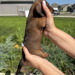 Dachshund Puppies from Little Long Weens