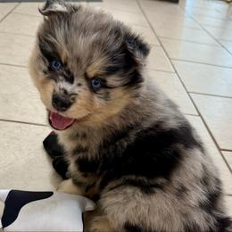 Atlas - Merle male Pomsky puppy in Raymondville, Missouri from Pampered Pomskies