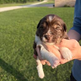 KitKat - Red tri female Miniature Australian Shepherd puppy in Weatherford, Texas from F & T Aussies