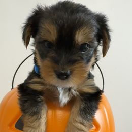 Boy-Blue Collar - Black and tan male Yorkshire Terrier puppy in Enoree, South Carolina from Gone to the Dogs Kennel