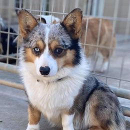 American Corgis and Pembroke Welsh Corgis from Tori’s Sassy Corgis