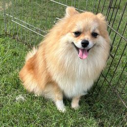 Legacy - Pomeranian