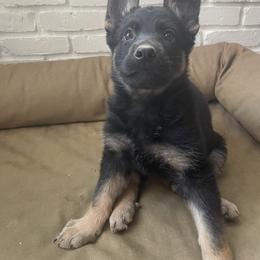 Pink girl - Black and tan female German Shepherd puppy in Wayne, Maine from Copper Hill German Shepherds