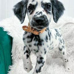 Lava Lamp - White and black female Dalmatian puppy in Gray, Georgia from Fuller Spots