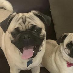 Billy - Pug