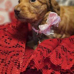 Annie - Chocolate female Dachshund puppy in Bergen, New York from T. Rex Doxies & Friends