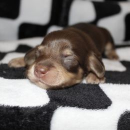 Junior - Chocolate and cream male Dachshund puppy in La Junta, Colorado from Royal King’s Mini Dachshunds