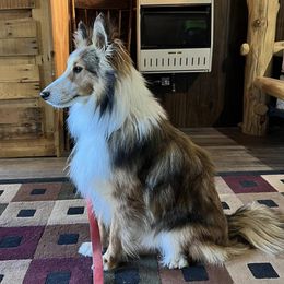 Goldendoodles, Miniature Australian Shepherds, Shetland Sheepdogs, and Toy Shetland Sheepdogs from Better Than Best Farm
